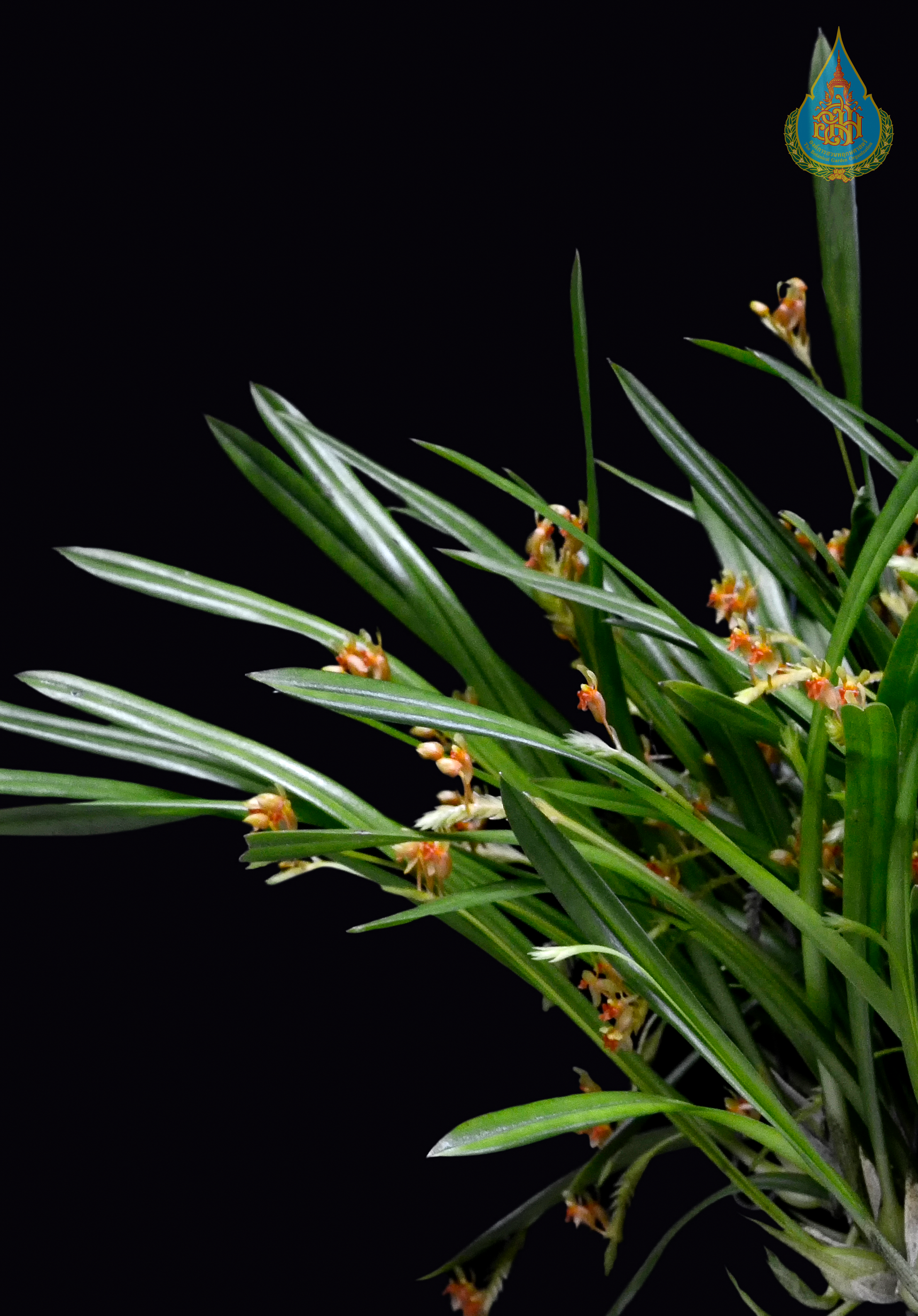 เอื้องกลีบม้วนดอกส้ม Stichorkis gibbosa (Finet) J.J.Wood<br/>ORCHIDACEAE